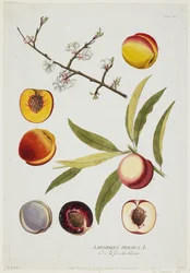 Amygdalus persica, uit Icones Plantarum Medicinalium, 1788
